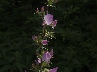 Ononis repens ssp spinosa 52, Kattendoorn, Saxifraga-Jan van der Straaten