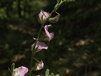 Ononis repens ssp spinosa 53, Kattendoorn, Saxifraga-Jan van der Straaten