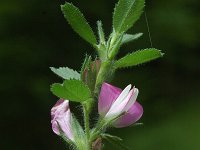 Ononis repens ssp spinosa 55, Kattendoorn, Saxifraga-Marijke Verhagen