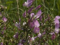 Ononis repens ssp spinosa 59, Kattendoorn, Saxifraga-Jan van der Straaten