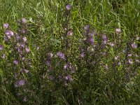 Ononis repens ssp spinosa 60, Kattendoorn, Saxifraga-Jan van der Straaten