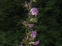 Ononis repens ssp spinosa 71, Kattendoorn, Saxifraga-Jan van der Straaten
