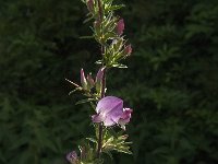 Ononis repens ssp spinosa 72, Kattendoorn, Saxifraga-Jan van der Straaten