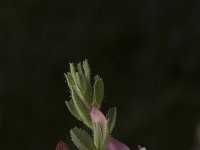 Ononis spinosa ssp austriaca 48, Saxifraga-Jan van der Straaten