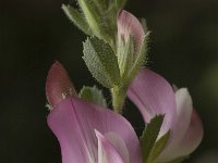 Ononis spinosa ssp austriaca 74, Saxifraga-Jan van der Straaten