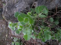 Ononis rotundifolia 1, Saxifraga-Rutger Barendse