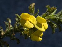 Ononis variegata 6, Saxifraga-Jan van der Straaten