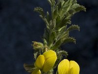 Ononis variegata 7, Saxifraga-Willem van Kruijsbergen