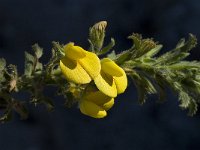 Ononis variegata 9, Saxifraga-Willem van Kruijsbergen