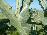 Onopordum acanthium 23, Wegdistel, Saxifraga-Hans Grotenhuis