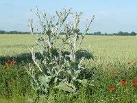 Onopordum acanthium 24, Wegdistel, Saxifraga-Hans Grotenhuis