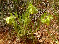 Onosma echioides 6, Saxifraga-Hans Grotenhuis
