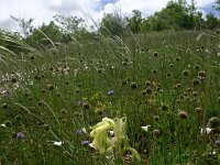 Onosma fastigiata 3, Saxifraga-Dirk Hilbers