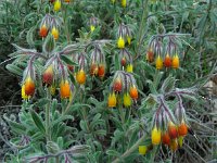Onosma frutescens 4, Saxifraga-Ed Stikvoort