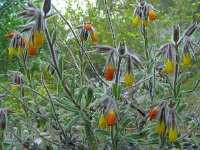 Onosma frutescens 5, Saxifraga-Ed Stikvoort