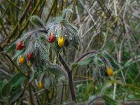 Onosma graeca 7, Saxifraga-Ed Stikvoort