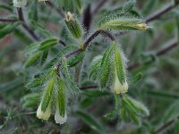 Onosma graeca 8, Saxifraga-Harry Jans
