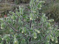 Onosma graeca 9, Saxifraga-Harry Jans