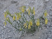 Onosma heterophylla 1, Saxifraga-Harry Jans