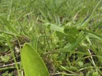 Ophioglossum vulgatum 10, Addertong, Saxifraga-Rob Felix : Plantae, Plants, Project Natuurbalans, planten