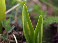 Ophioglossum vulgatum 13, Addertong, Saxifraga-Hans Dekker