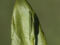 Ophioglossum vulgatum 14, Addertong, Saxifraga-Peter Meininger