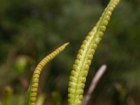 Ophioglossum vulgatum 23, Addertong, Saxifraga-Ed Stikvoort