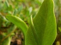 Ophioglossum vulgatum 33, Addertong, Saxifraga-Ed Stikvoort