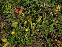 Ophioglossum vulgatum 49, Addertong, Saxifraga-Hans Boll
