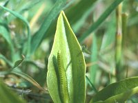 Ophioglossum vulgatum 5, Addertong, Saxifraga-Kees van Berkel