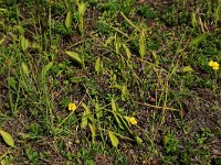 Ophioglossum vulgatum 52, Addertong, Saxifraga-Hans Boll