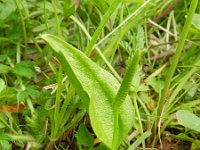 Ophioglossum vulgatum 57, Addertong, Saxifraga-Rutger Barendse