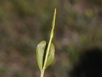 Ophioglossum vulgatum 7, Addertong, Saxifraga-Peter Meininger
