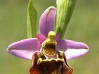Ophrys aegirtica 1, Saxifraga-Hans Dekker