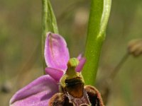 Ophrys aegirtica 2, Saxifraga-Hans Dekker