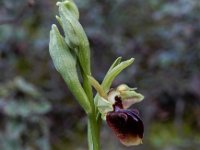 Ophrys alasiatica 1, Saxifraga-Ed Stikvoort