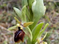 Ophrys alasiatica 3, Saxifraga-Ed Stikvoort