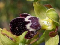 Ophrys algarvensis 1, Saxifraga-Hans Dekker