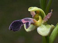Ophrys algarvensis 2, Saxifraga-Hans Dekker