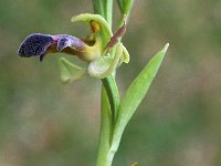 Ophrys algarvensis 3, Saxifraga-Hans Dekker