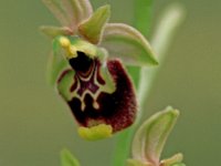 Ophrys annae 2, Saxifraga-Hans Dekker