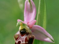Ophrys annae 3, Saxifraga-Hans Dekker