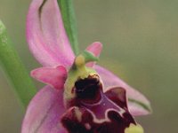 Ophrys annae 4, Saxifraga-Hans Dekker
