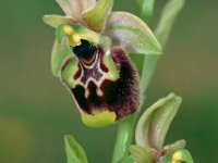 Ophrys annae 5, Saxifraga-Hans Dekker