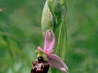 Ophrys annae 7, Saxifraga-Hans Dekker