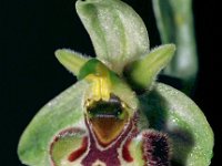 Ophrys annae 8, Saxifraga-Hans Dekker