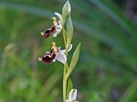 Ophrys annae 9, Saxifraga-Jeroen Willemsen