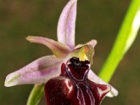 Ophrys antalyensis 2, Saxifraga-Hans Dekker