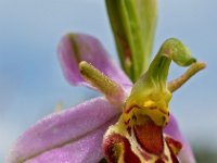 Ophrys apifera 1, Bijenorchis, Saxifraga-Hans Dekker