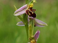 Ophrys apifera 10, Bijenorchis, Saxifraga-Hans Dekker